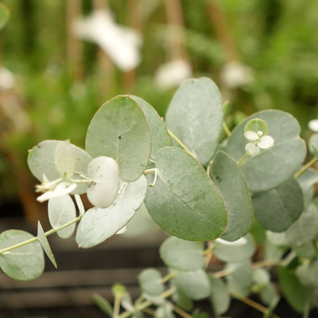 Eucalyptus gunnii Silverana - Cidergomboom