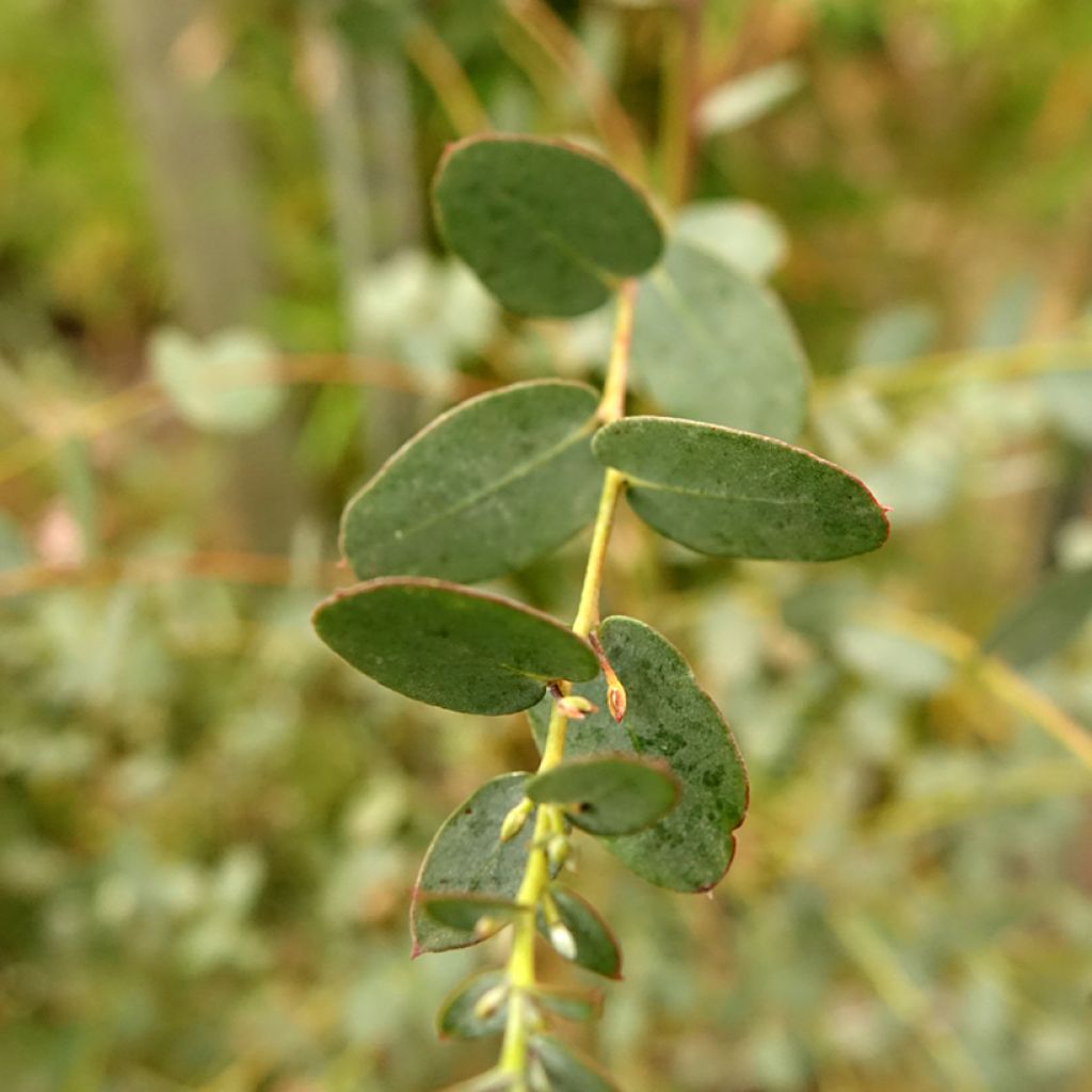 Eucalyptus gunnii Silverana - Cidergomboom