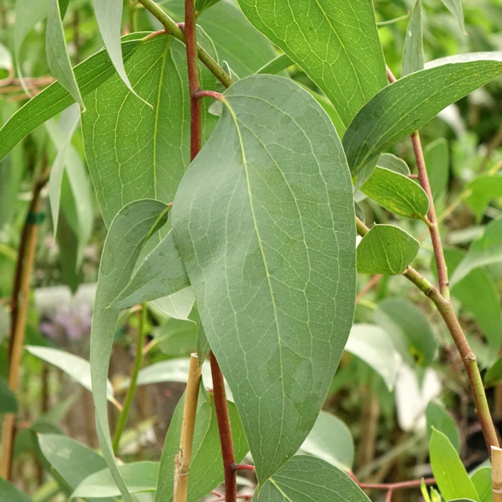 Eucalyptus pauciflora subsp. pauciflora Adaminaby - Gomboom