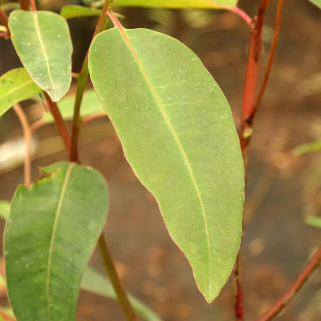 Eucalyptus robusta - Gomboom