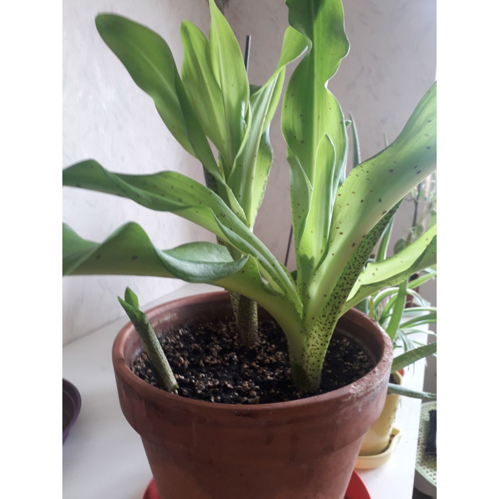 Eucomis bicolor - Kuiflelie