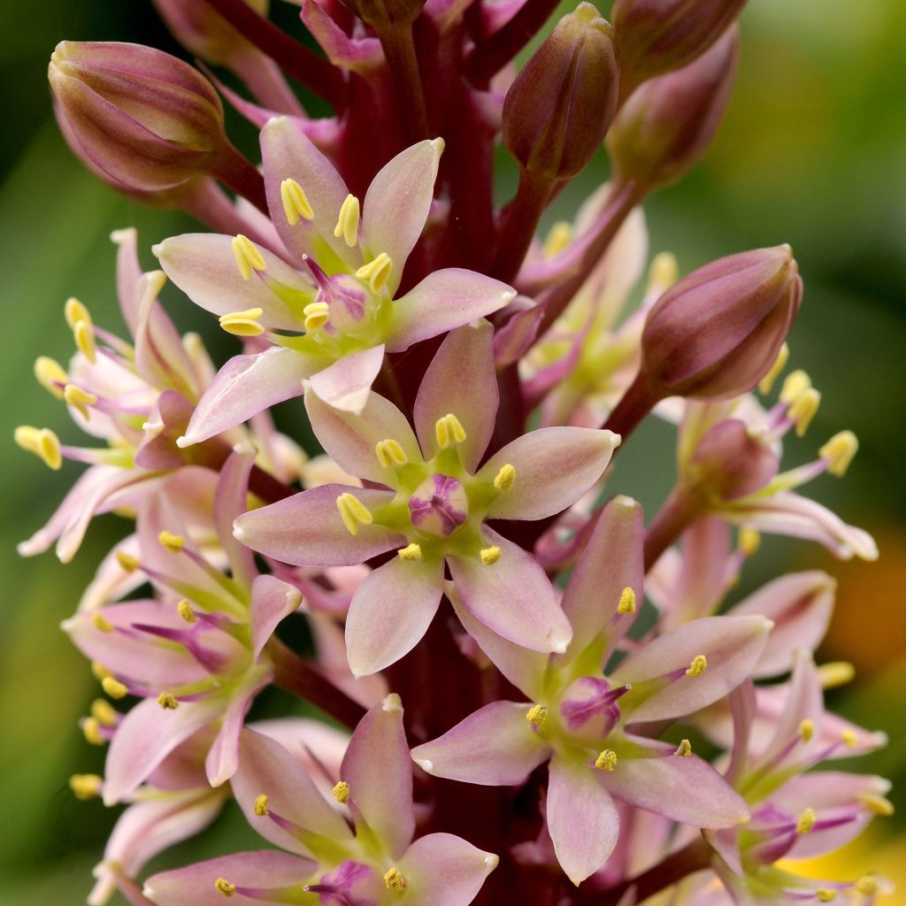 Eucomis comosa Sparkling Rosy - Eucomide roze