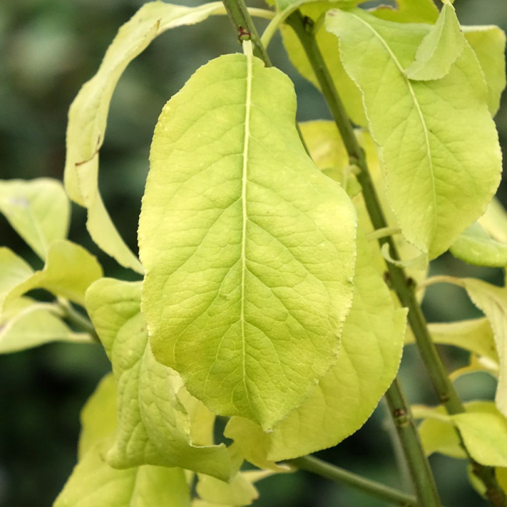 Euonymus europaeus Albus - Wilde kardinaalsmuts