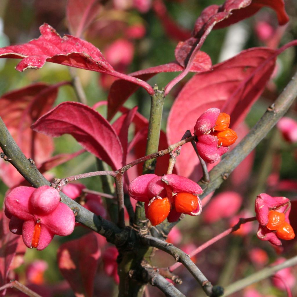 Euonymus europaeus Red Cascade - Wilde kardinaalsmuts