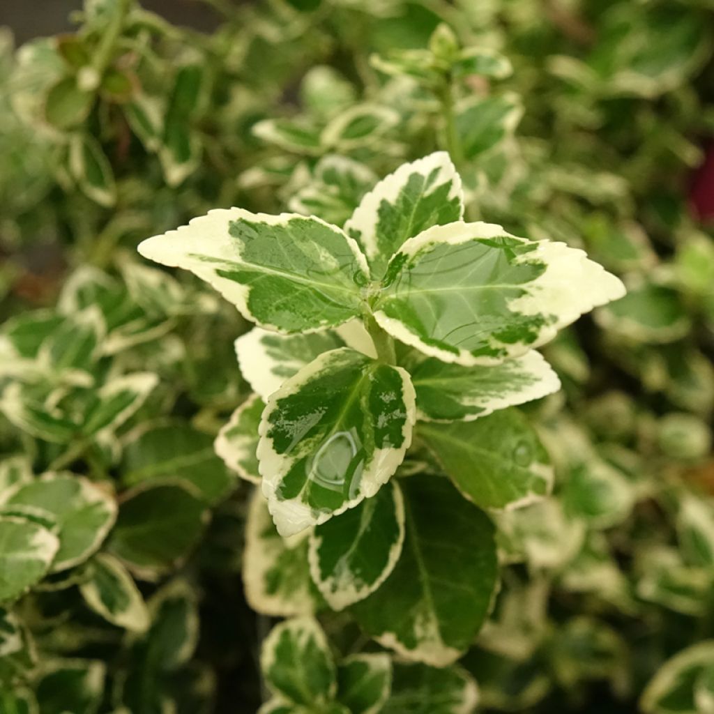 Euonymus fortunei Emerald Gaiety - Kardinaalsmuts