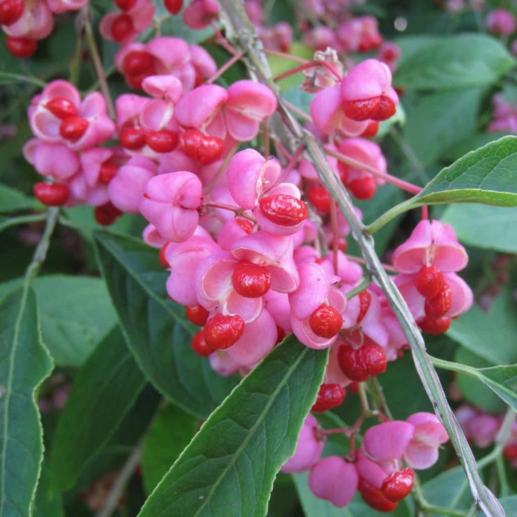 Euonymus phellomanus - Kardinaalsmuts