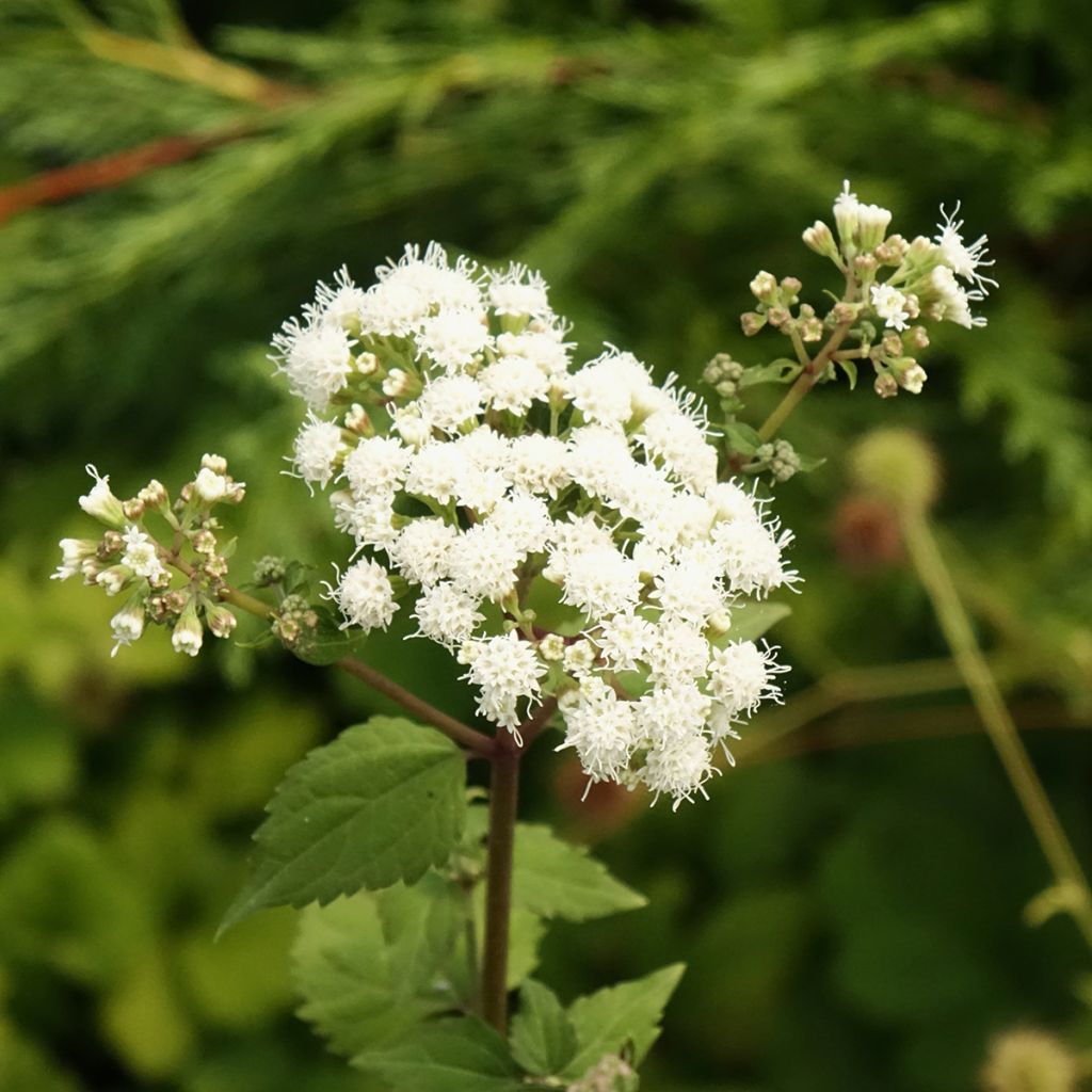 Eupatorium rugosum Braunlaub - Koninginnekruid