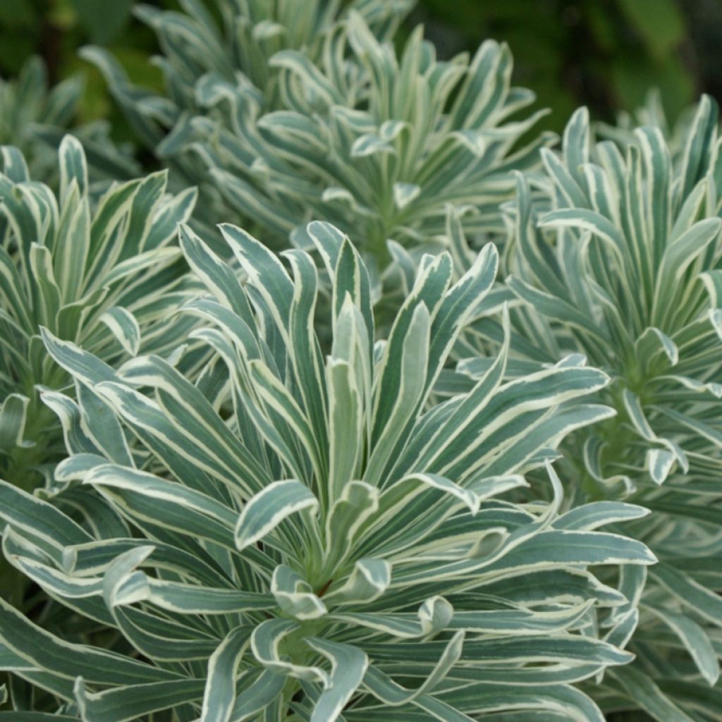 Euphorbia characias Glacier Blue - Wolfsmelk