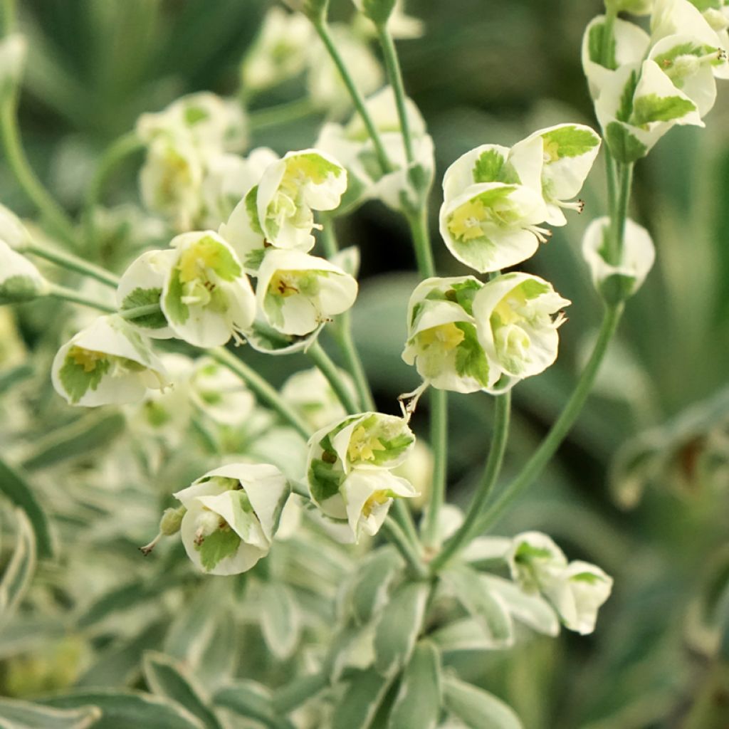 Euphorbia characias Glacier Blue - Wolfsmelk