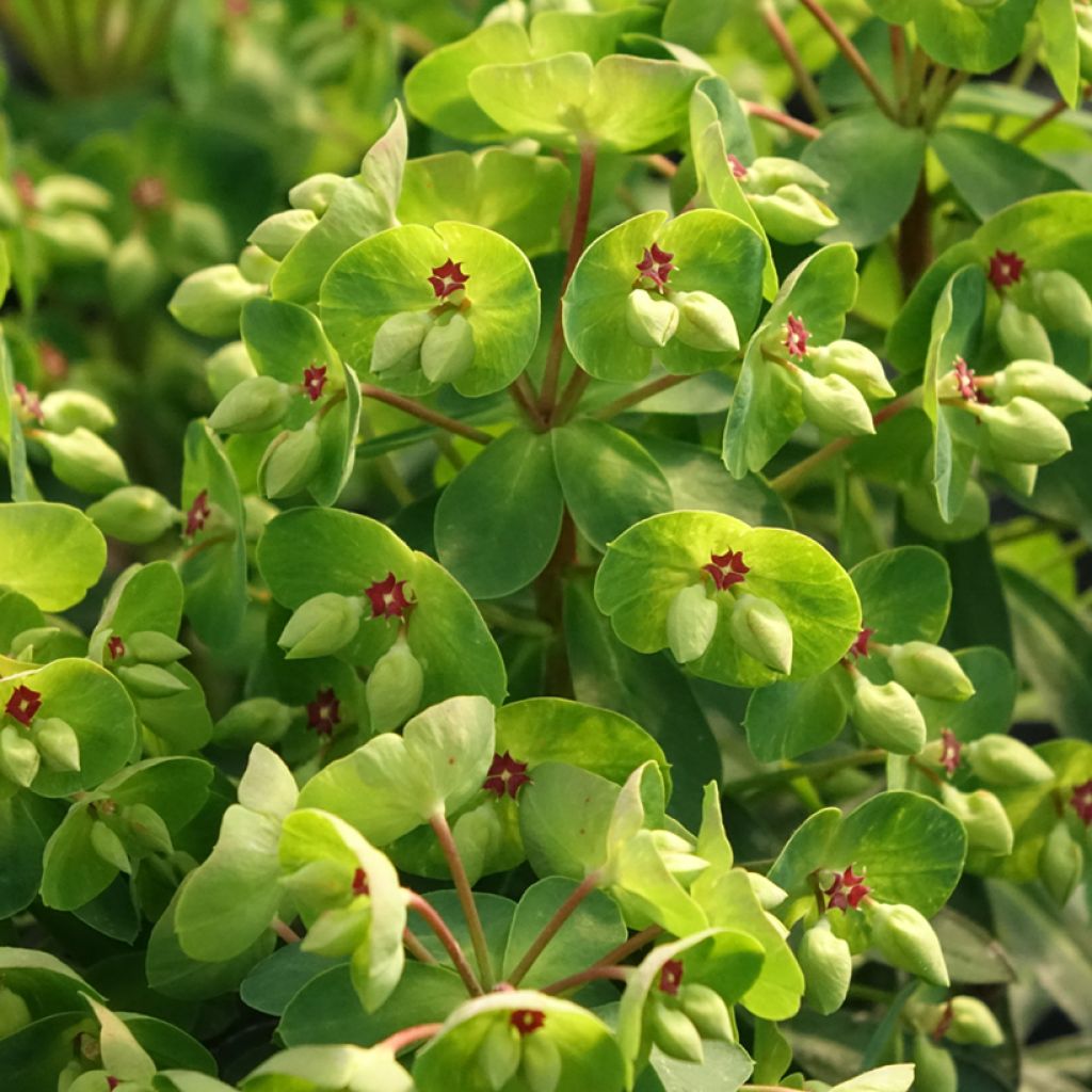 Euphorbia martinii - Wolfsmelk