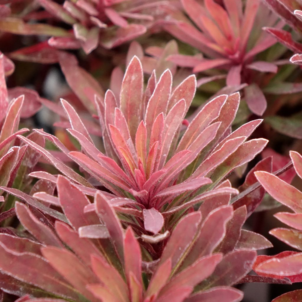 Euphorbia characias Miners Merlot - Wolfsmelk