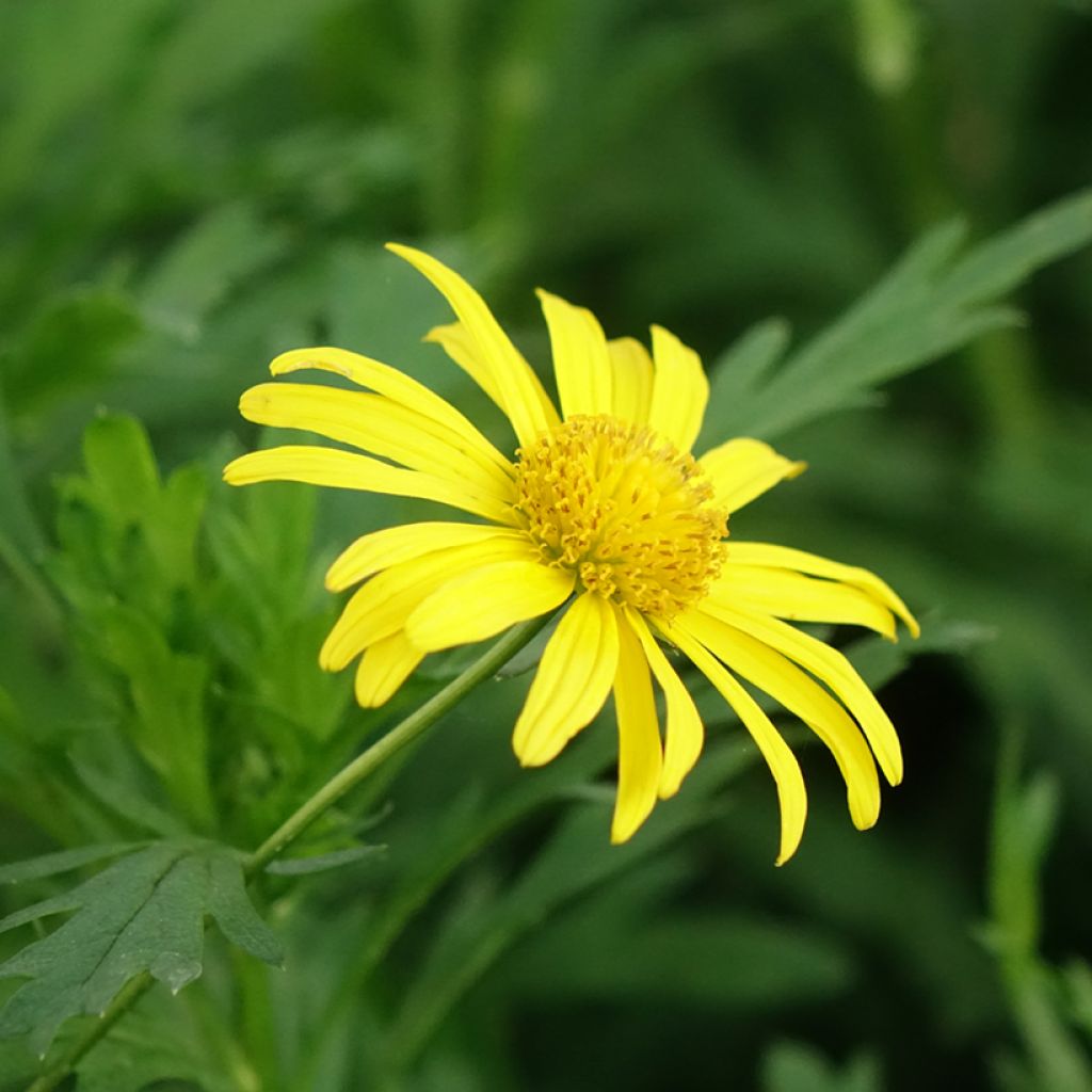 Euryops chrysanthemoides Sonnenschein - Zuid-Afrikaanse margriet