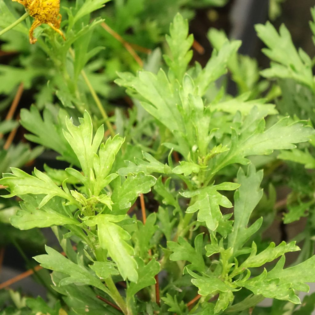 Euryops evansii - Zuid-Afrikaanse margriet