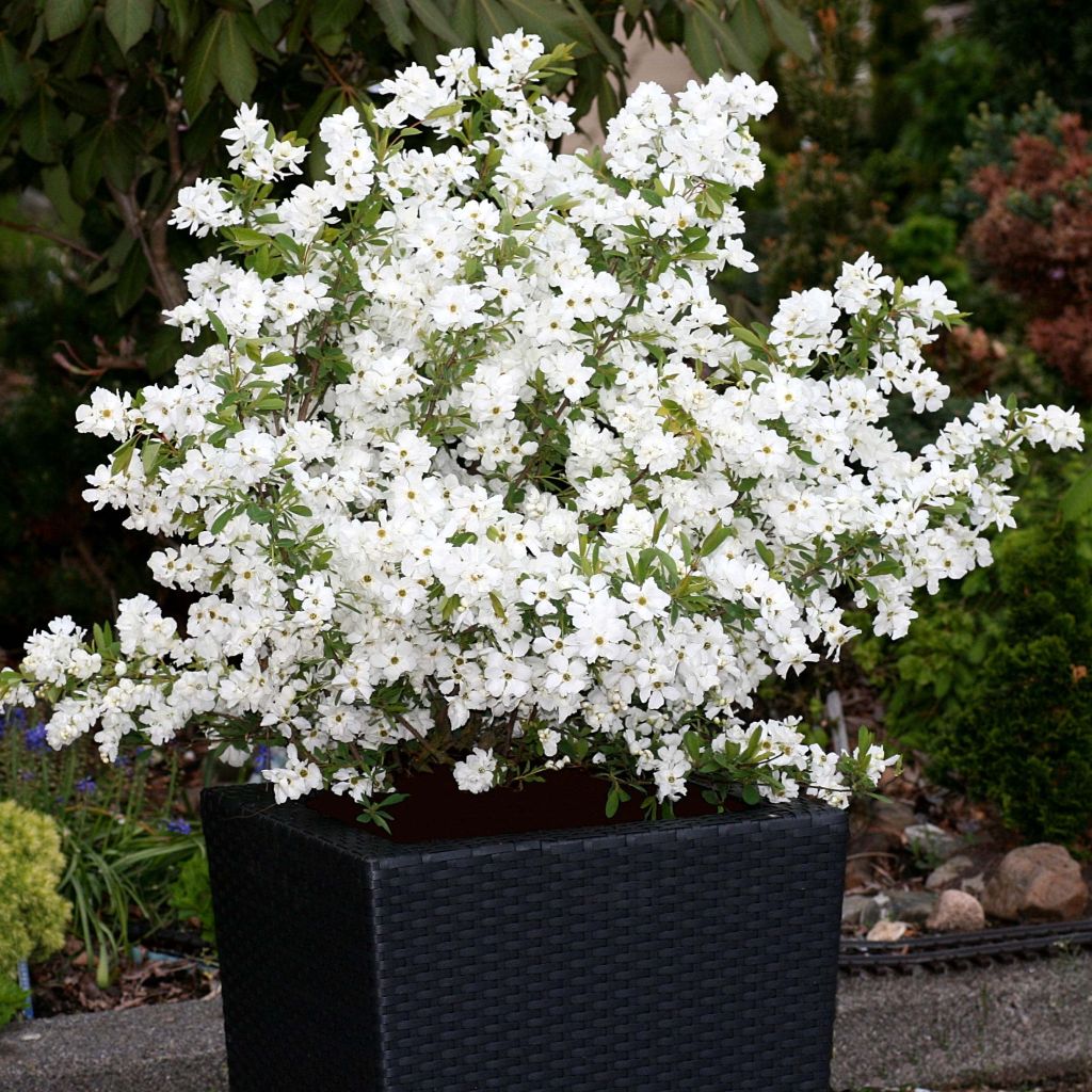 Exochorda racemosa Niagara - Parelstruik
