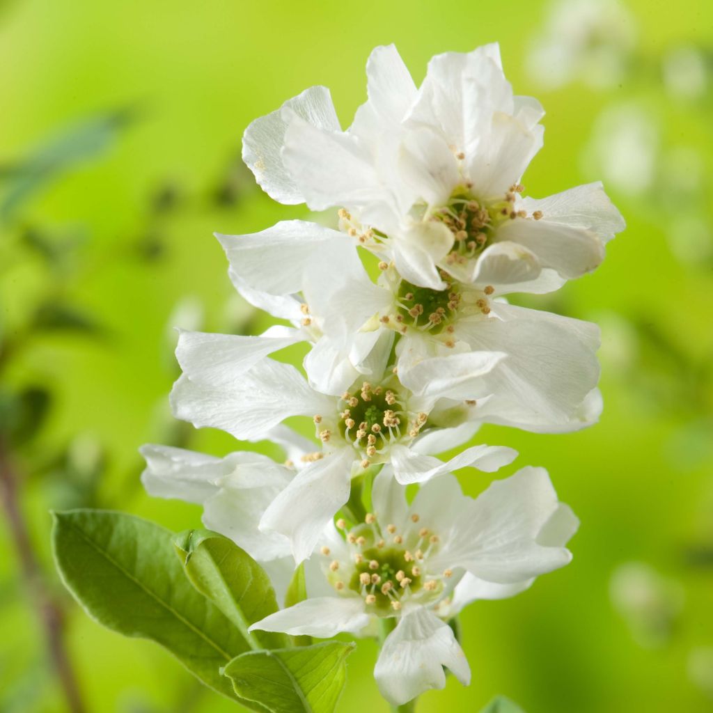 Exochorda racemosa Niagara - Parelstruik