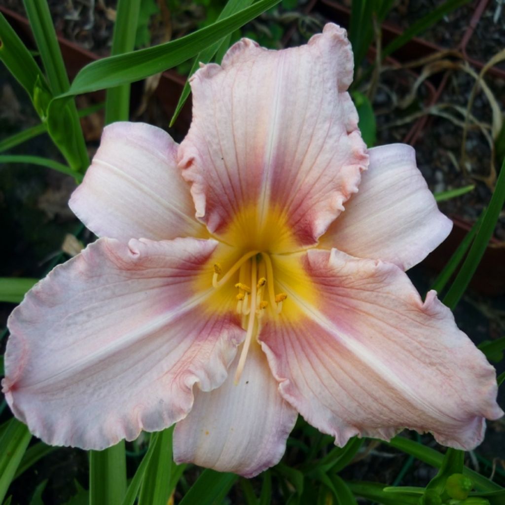 Hemerocallis Eyed Beauty - Daglelie