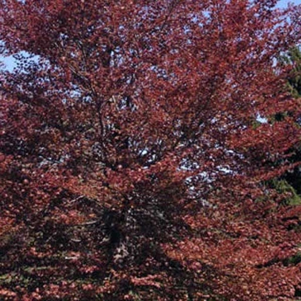Fagus sylvatica Atropurpurea - Koperbeuk