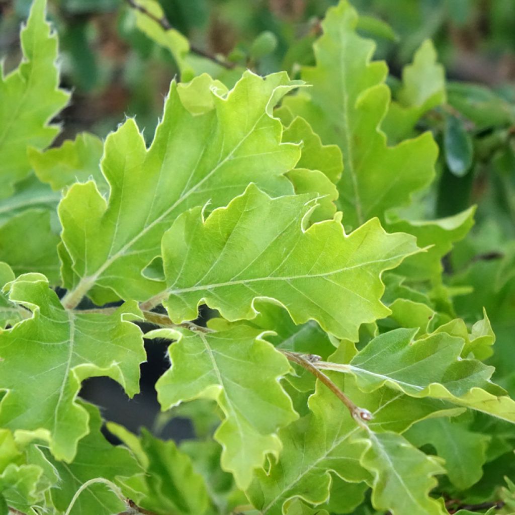 Fagus sylvatica Interrupta - Beuk