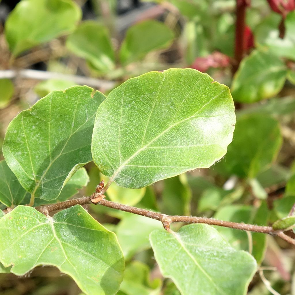 Fagus sylvatica Skrzat - Dwergbeuk