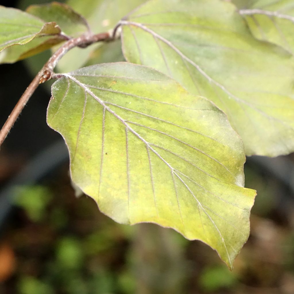 Fagus sylvatica Swat Magret - Koperbeuk