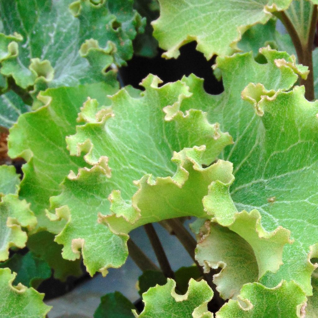 Farfugium japonicum Crispata - Luipaardplant