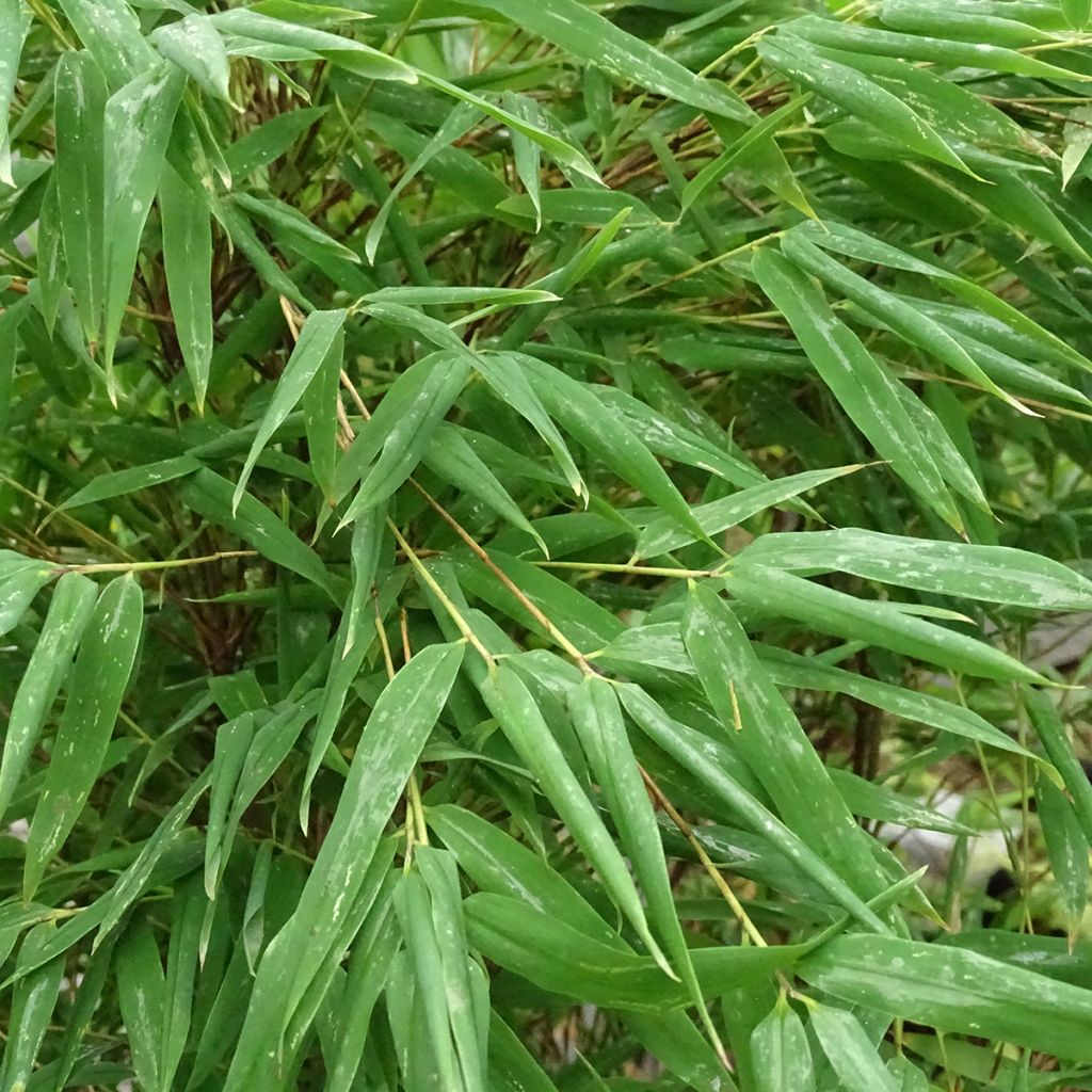 Fargesia Taibashan 2 - Niet-woekerende bamboe