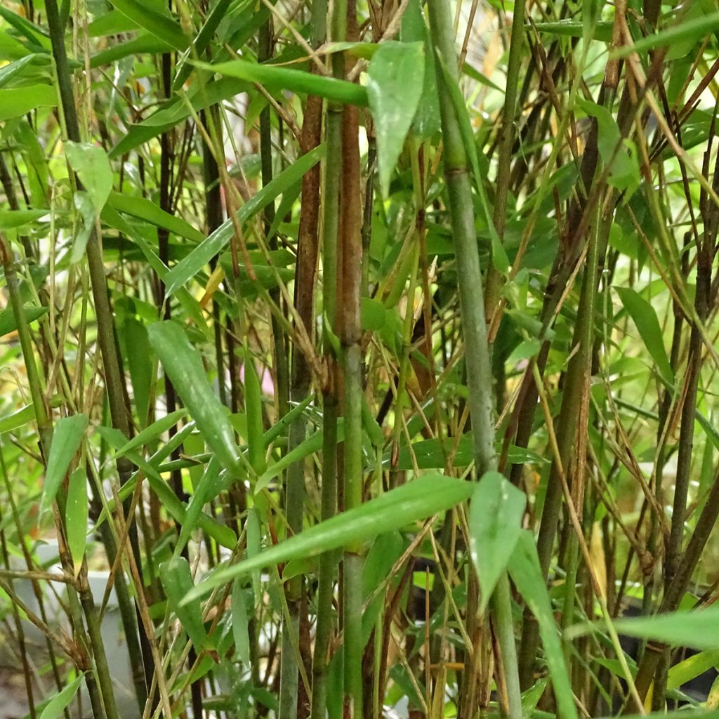 Fargesia Taibashan 2 - Niet-woekerende bamboe
