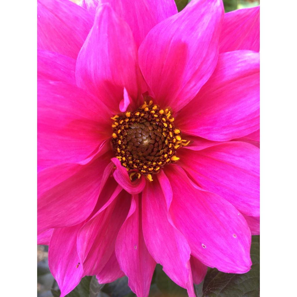 Dahlia Fascination - perkdahlia