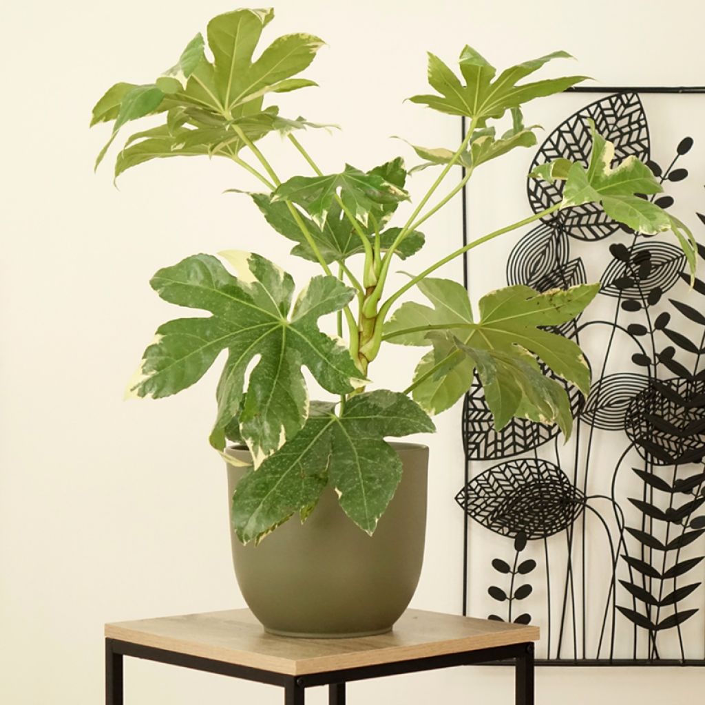 Fatsia japonica Variegata - Vingerplant