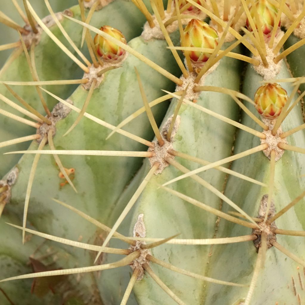Ferocactus glaucescens - Vatcactus