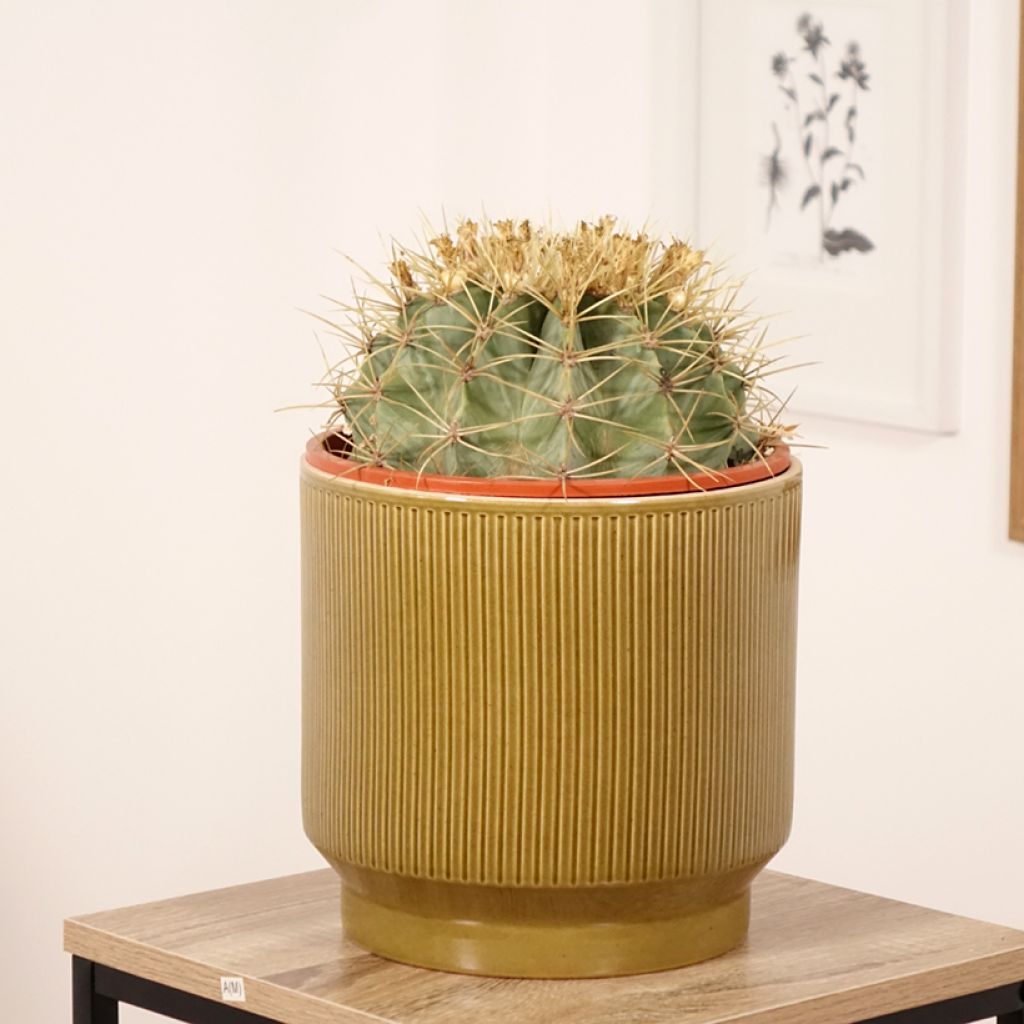 Ferocactus glaucescens - Vatcactus