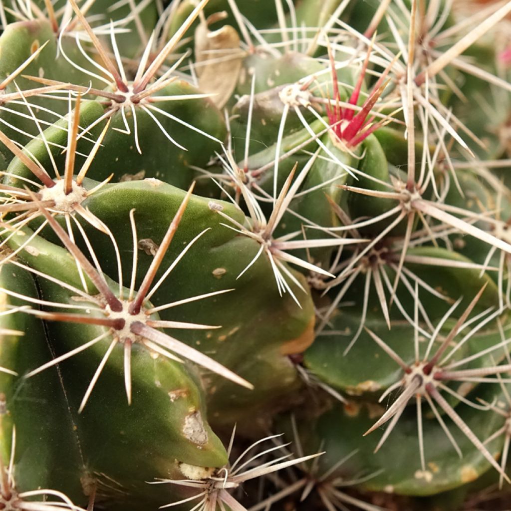 Ferocactus robustus - Vatcactus