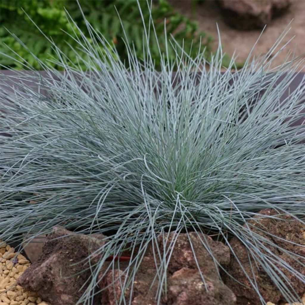 Festuca glauca Intense Blue - Blauw schapengras