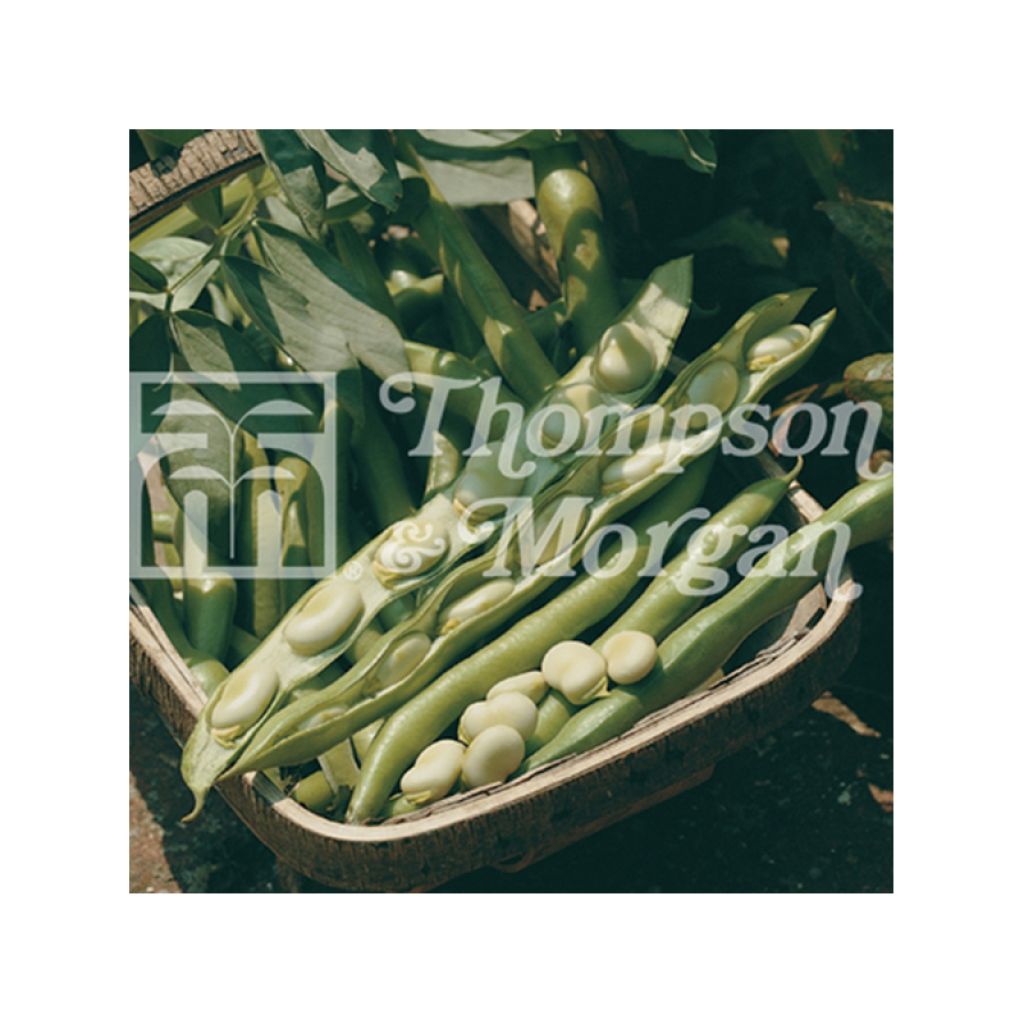 Fève Bunyards Exhibition