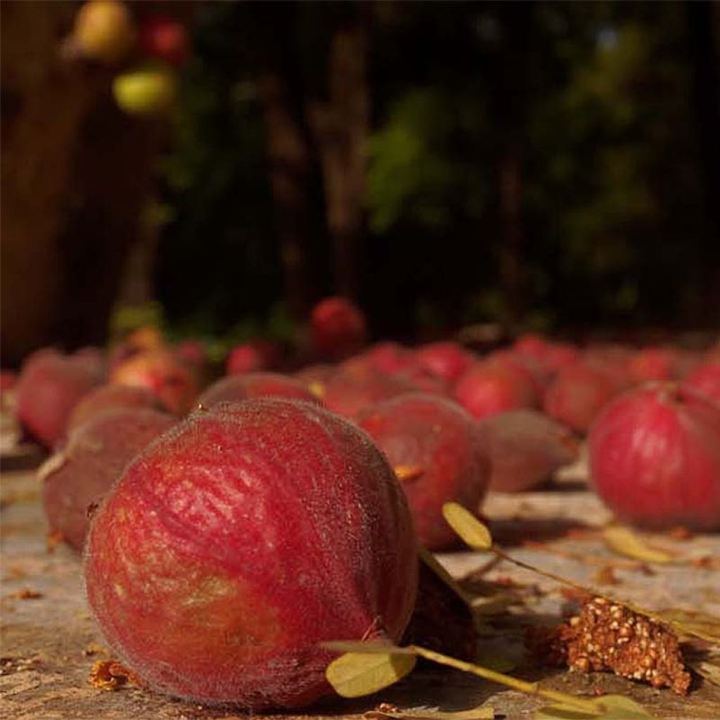 Vijgenboom Osborn's Prolific