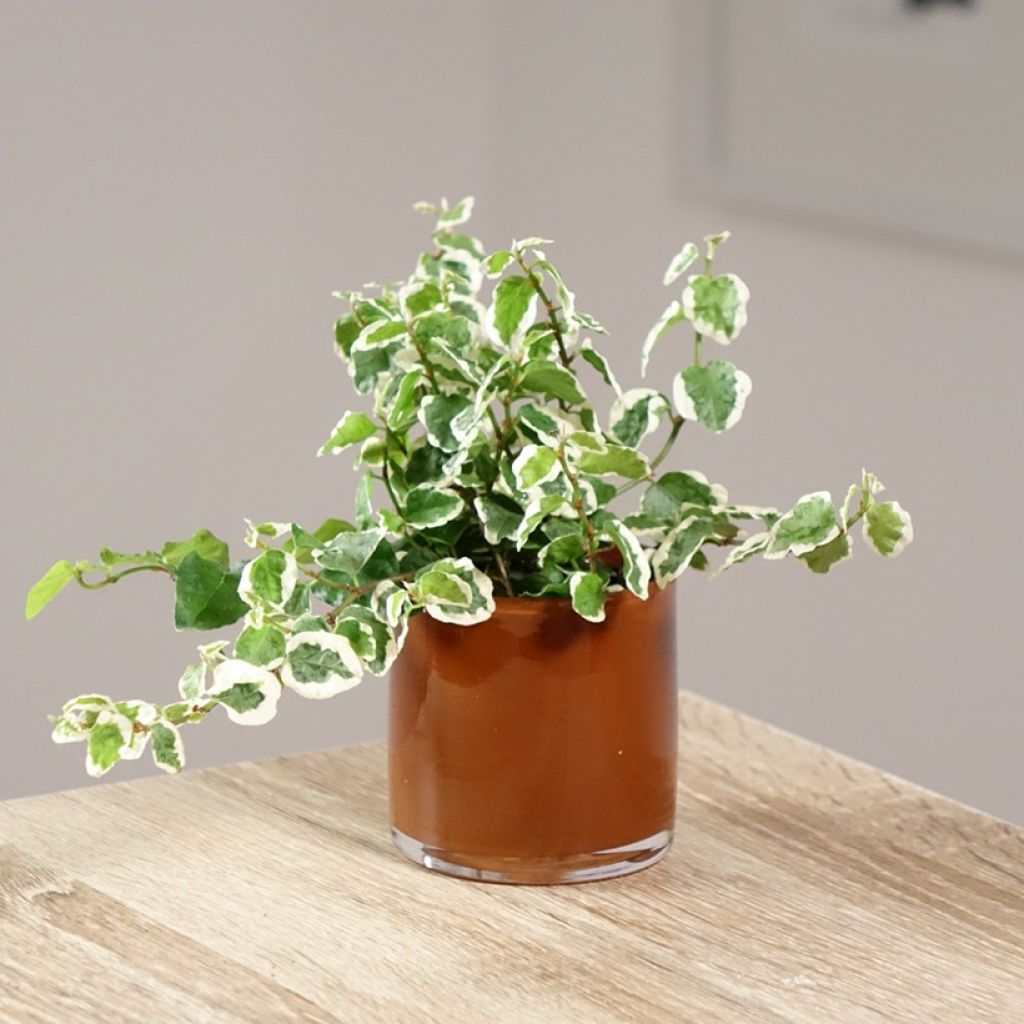 Ficus pumila Bellus - Klimvijg