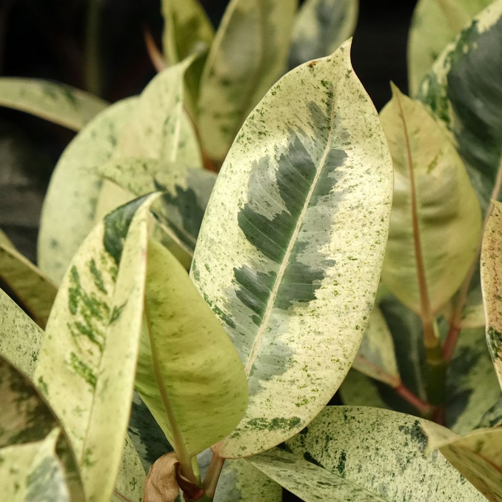 Ficus elastica Shivereana - Rubberplant