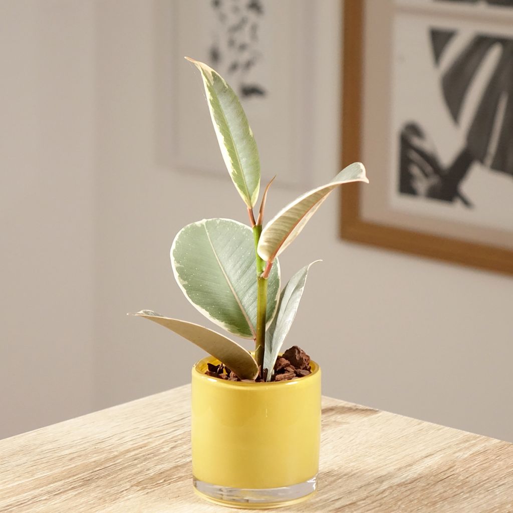 Ficus elastica Tineke - Rubberplant