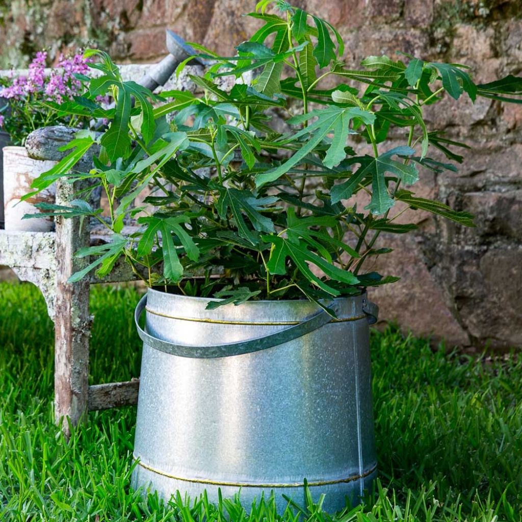 Dwergvijgenboom Figality