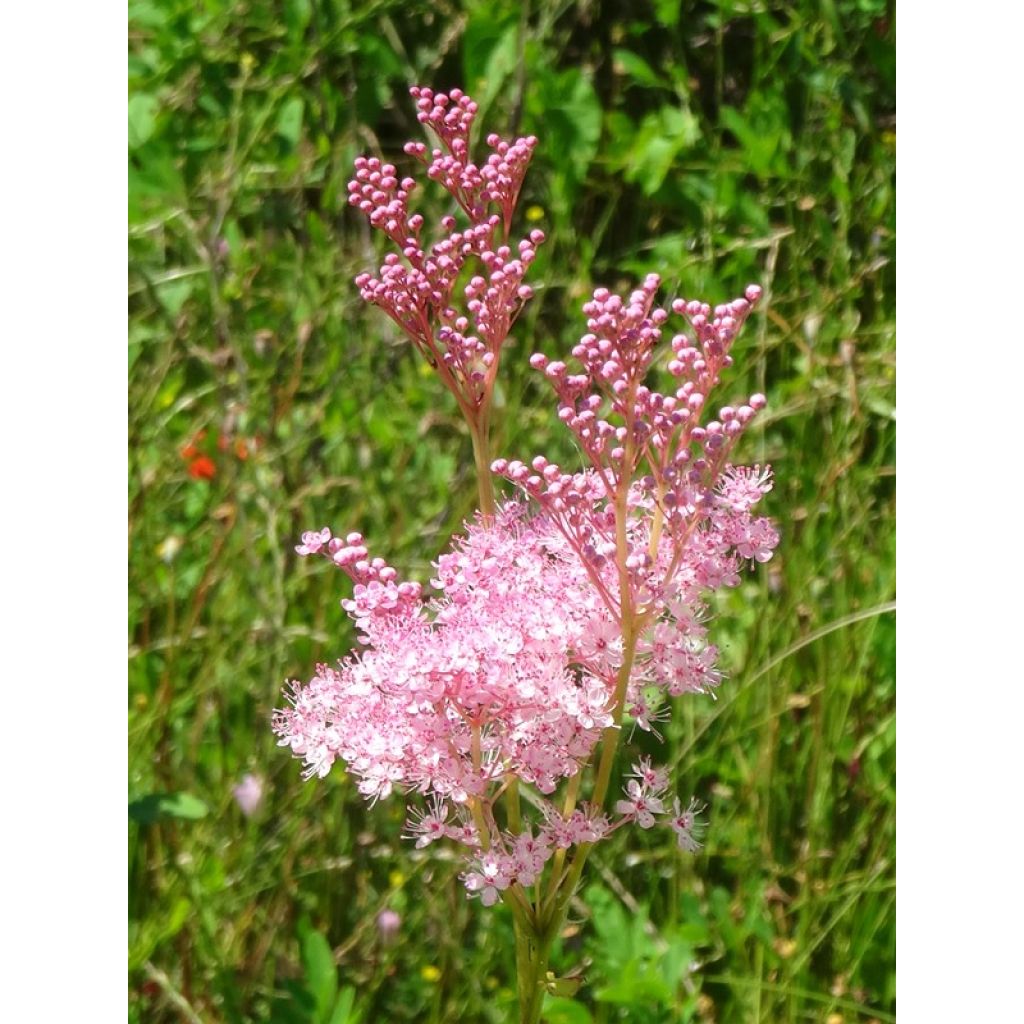 Filipendula rubra Venusta - Moerasspirea
