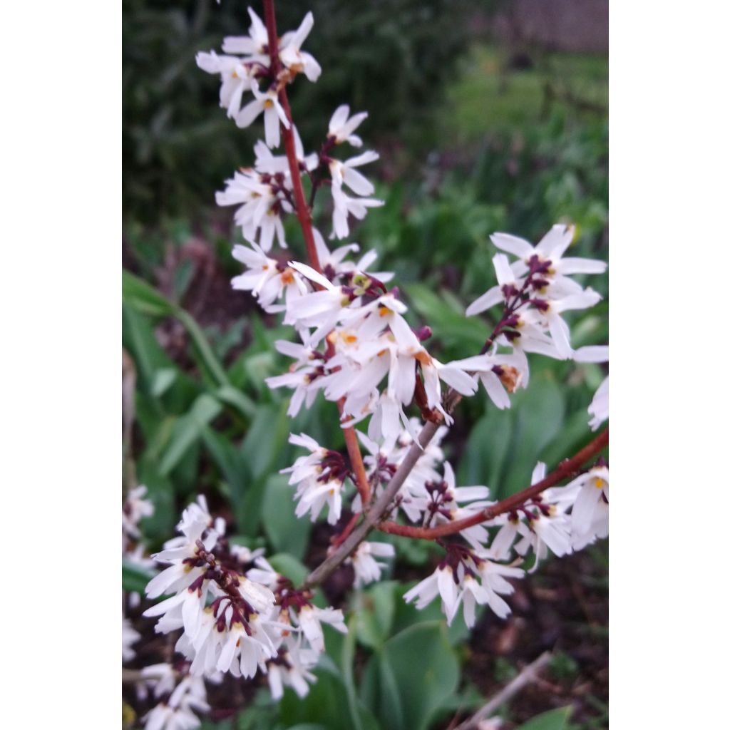 Abeliophyllum distichum Roseum - Witte forsythia