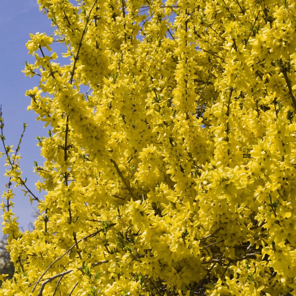 Forsythia intermedia Minigold - Chinees klokje