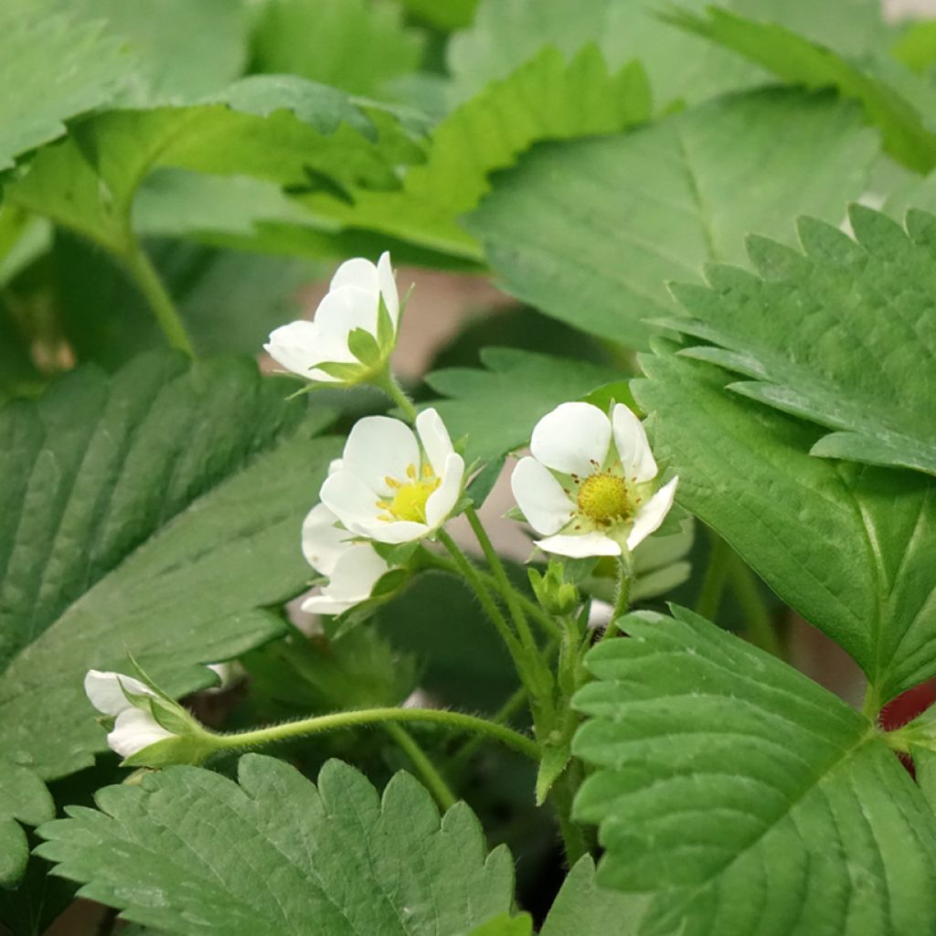 Aardbei Anaïs (jonge planten in 7 cm kweekpotjes)