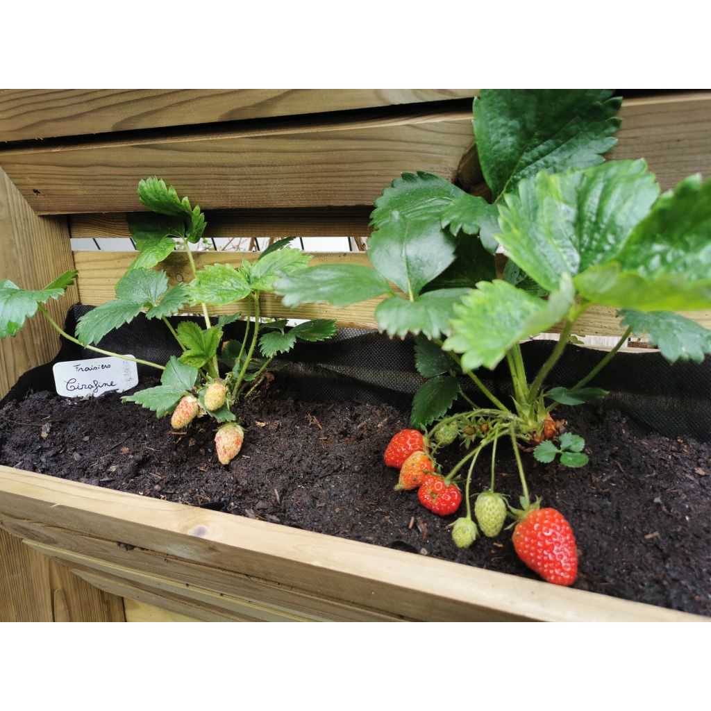 Aardbei Cirafine (doordragend)