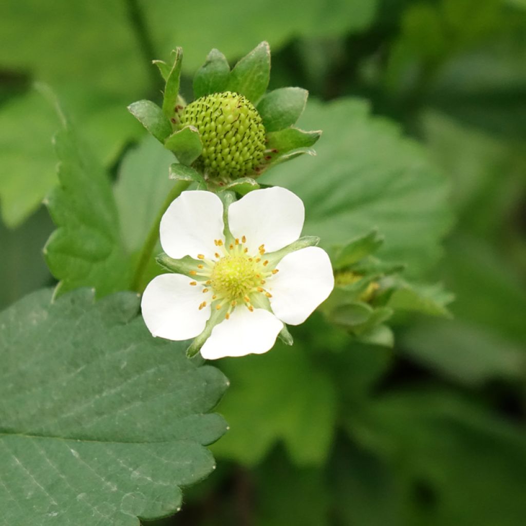 Aardbei Gento (doordragend)