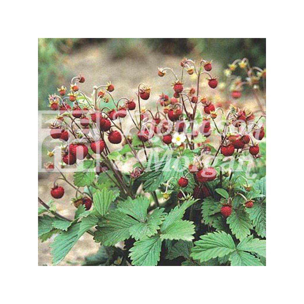 Fraisier Woodland - Fraise des bois