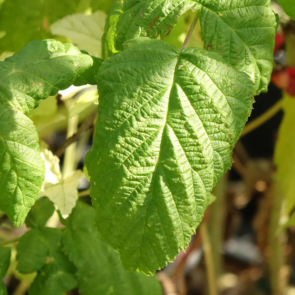 Framboos Bohème BIO (doordragend)