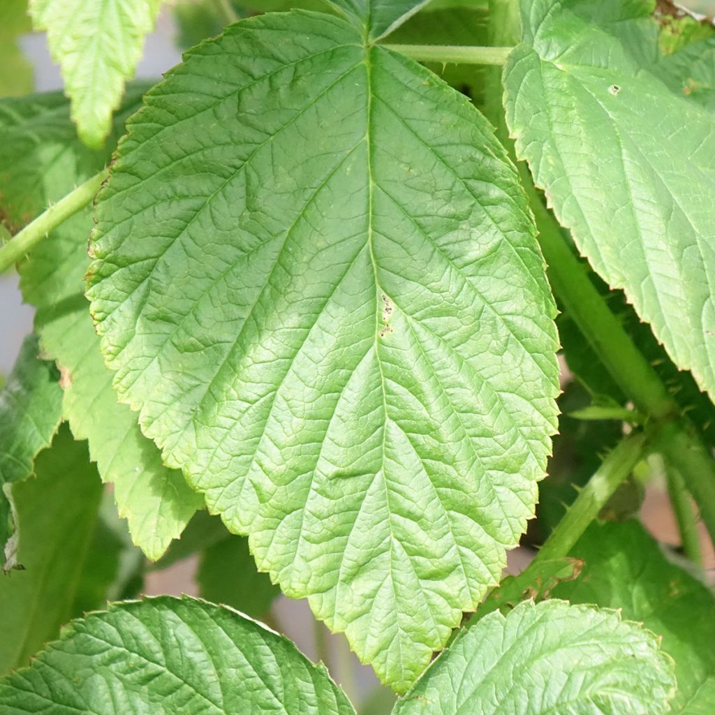 Framboos Heritage  (doordragend)