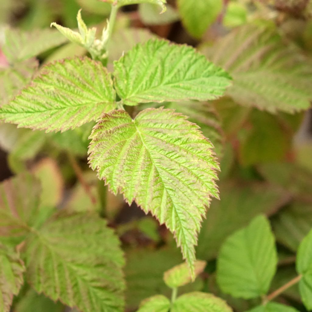 Framboos Mademoiselle Françoise  (doordragend)