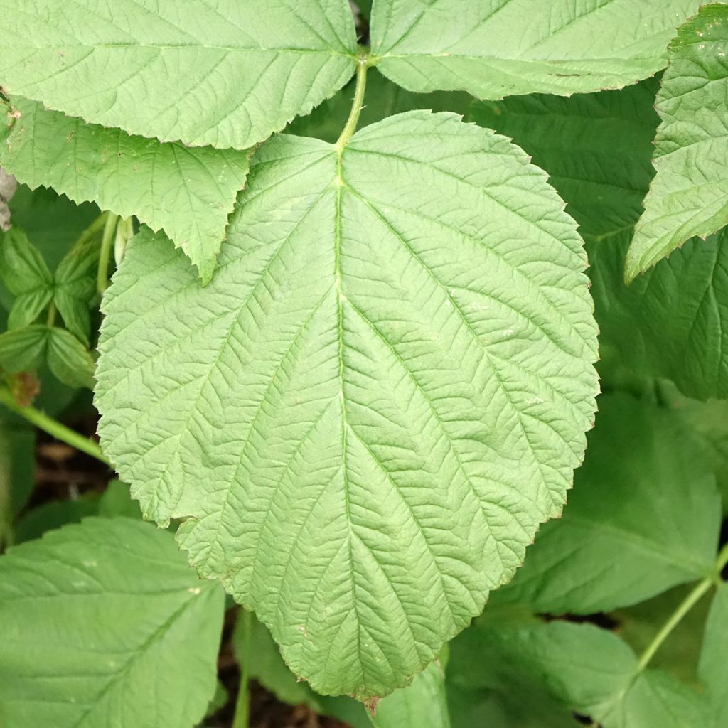 Herfstframboos Zefa Herbsternte (doordragend)
